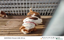 Basset Hound dogs for sale: 🐾 Two Beautiful Female Basset Hounds🐾 - Image 3