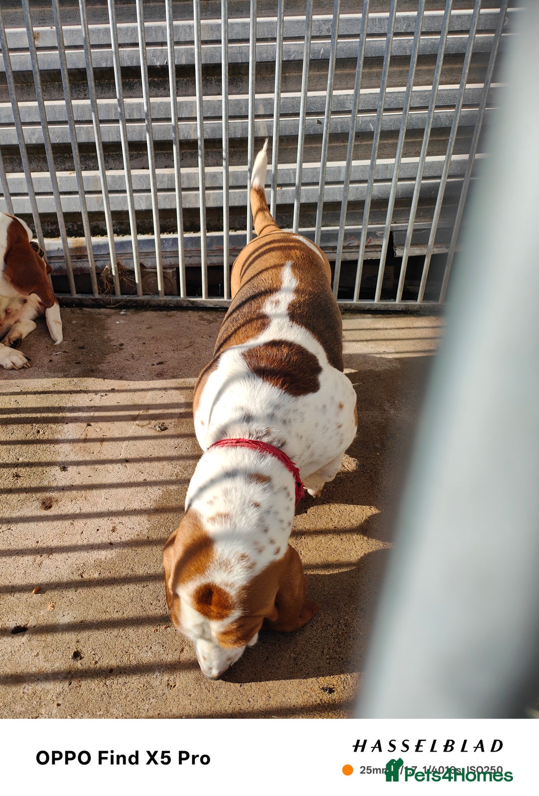 Basset Hound dogs for sale: 🐾 Two Beautiful Female Basset Hounds🐾 - Image 3