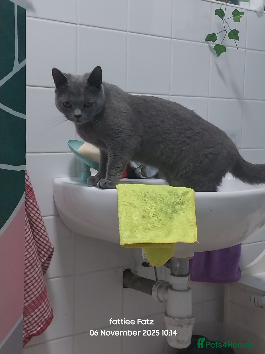 British Shorthair cats for sale: British shorthair cat  - Advert 3