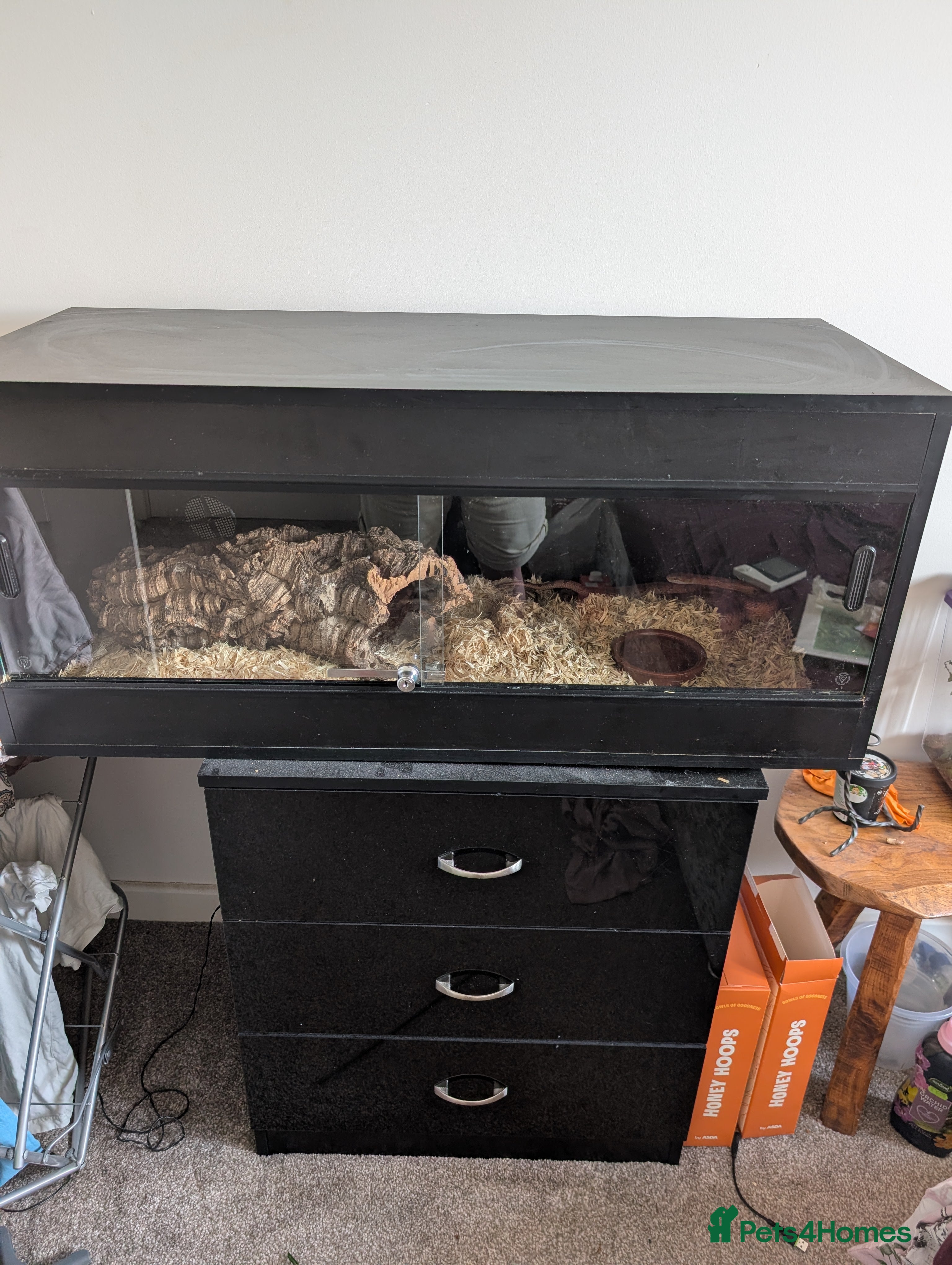 Corn Snake reptiles Beloved 3-year-old corn snake with full setup  in Dudley - Advert 8