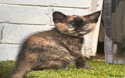 Ragdoll cats for sale: Calico Ragdolls - Image 7