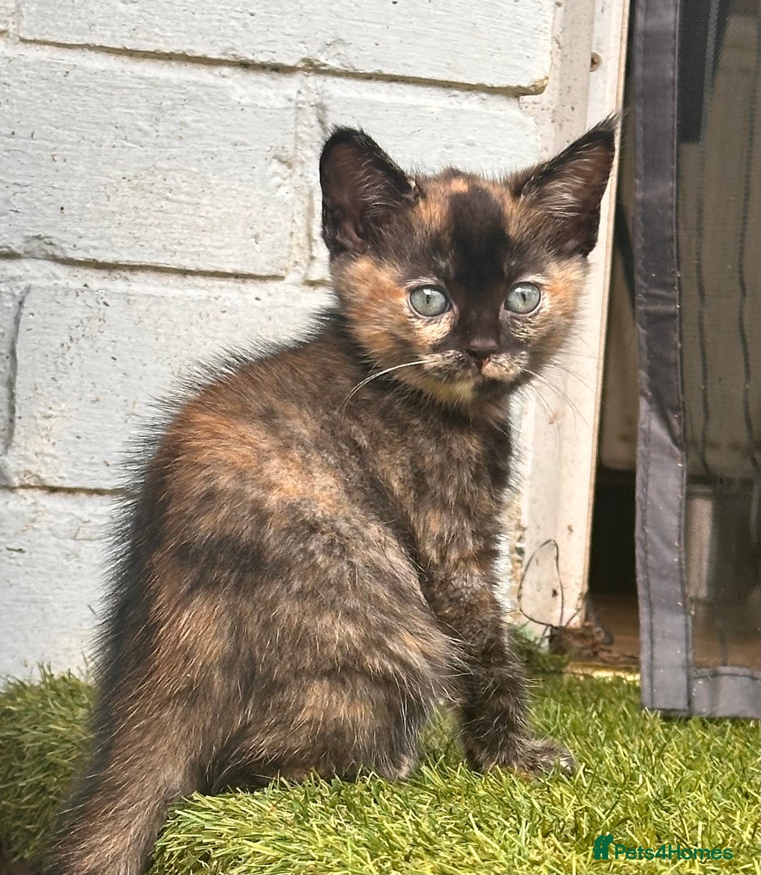 Ragdoll cats for sale: Calico Ragdolls - Image 7
