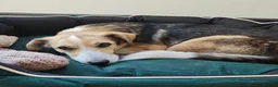 Mixed Breed dogs for adoption: Banjo (terrier mix) in London - Advert 4