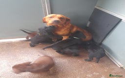 Labrador Retriever dogs for sale: Labrador puppies - Image 11