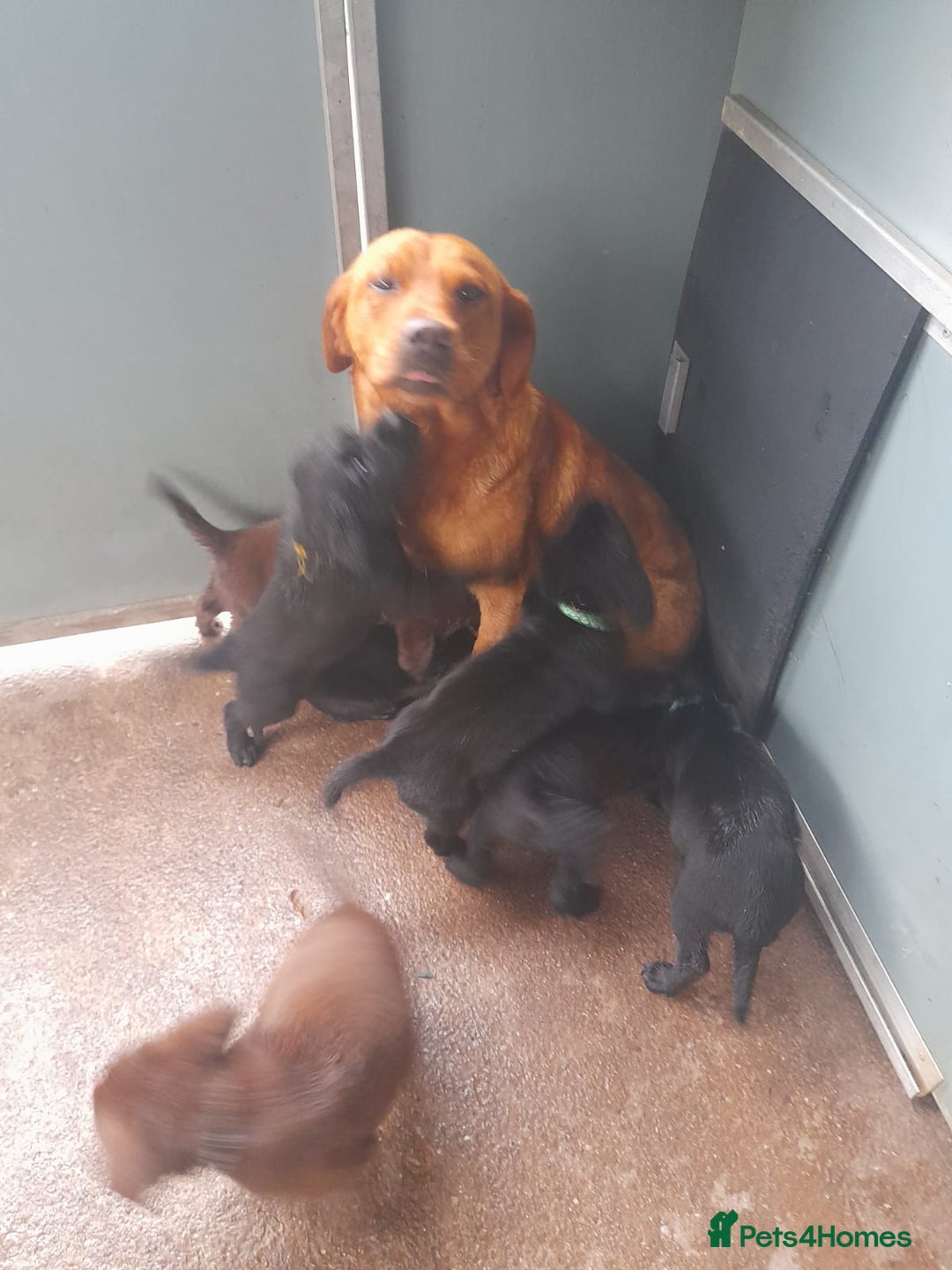 Labrador Retriever dogs for sale: Labrador puppies - Image 11