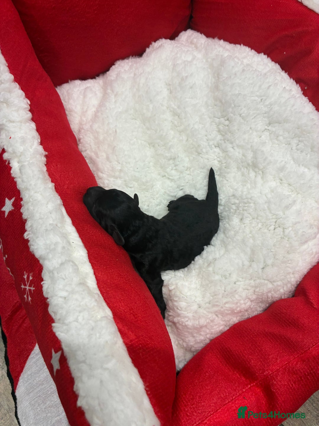 Miniature Poodle dogs for sale: beautiful miniature poodles  - Advert 10