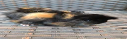 Guinea Pig rodents for sale: Half Peruvian baby brothers  - Advert 2