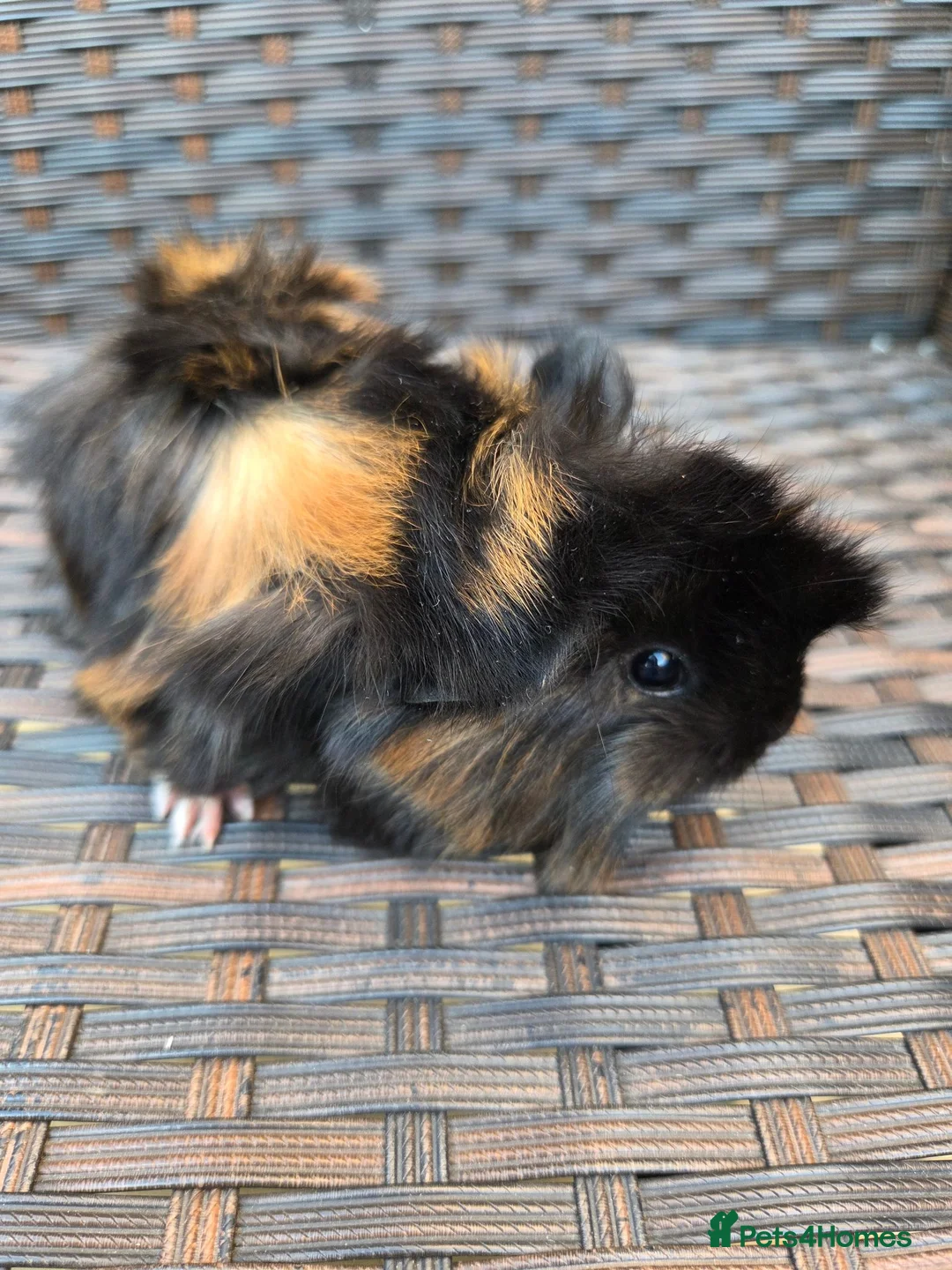 Guinea Pig rodents for sale: Half Peruvian baby brothers  - Advert 2