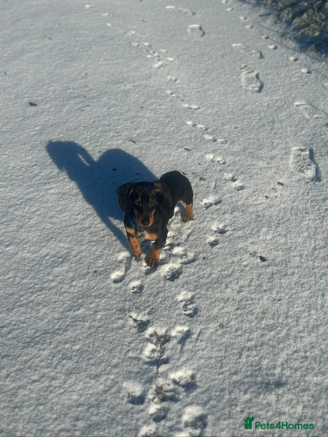 Miniature Dachshund dogs for sale: Mini dashound  - Advert 8