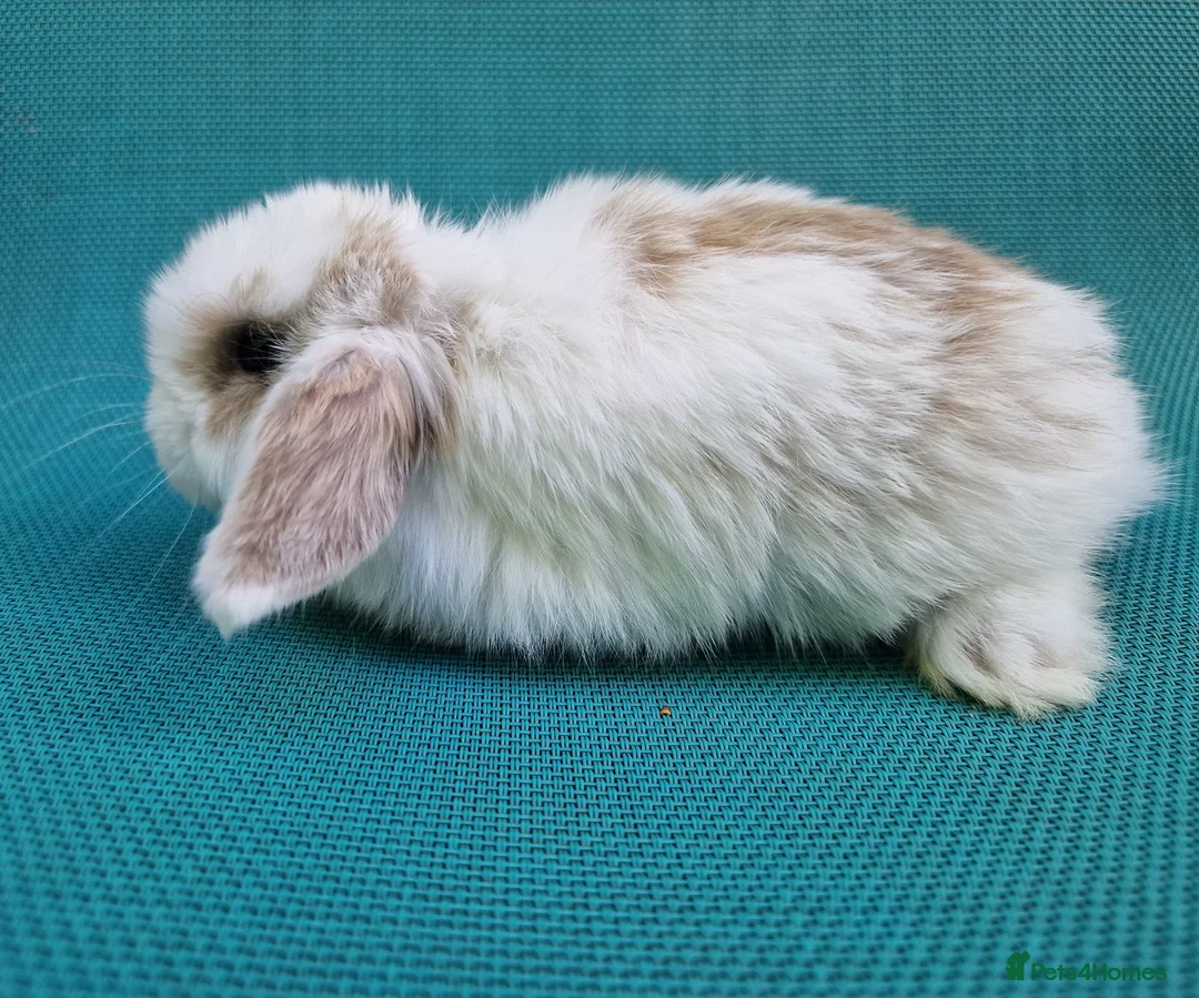 Mini Lop rabbits for sale: Mini lop babies - Advert 15