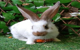 Continental Giant rabbits for sale: Giant Papillon Baby Boys  - Vaccinated - Reserve - Image 5