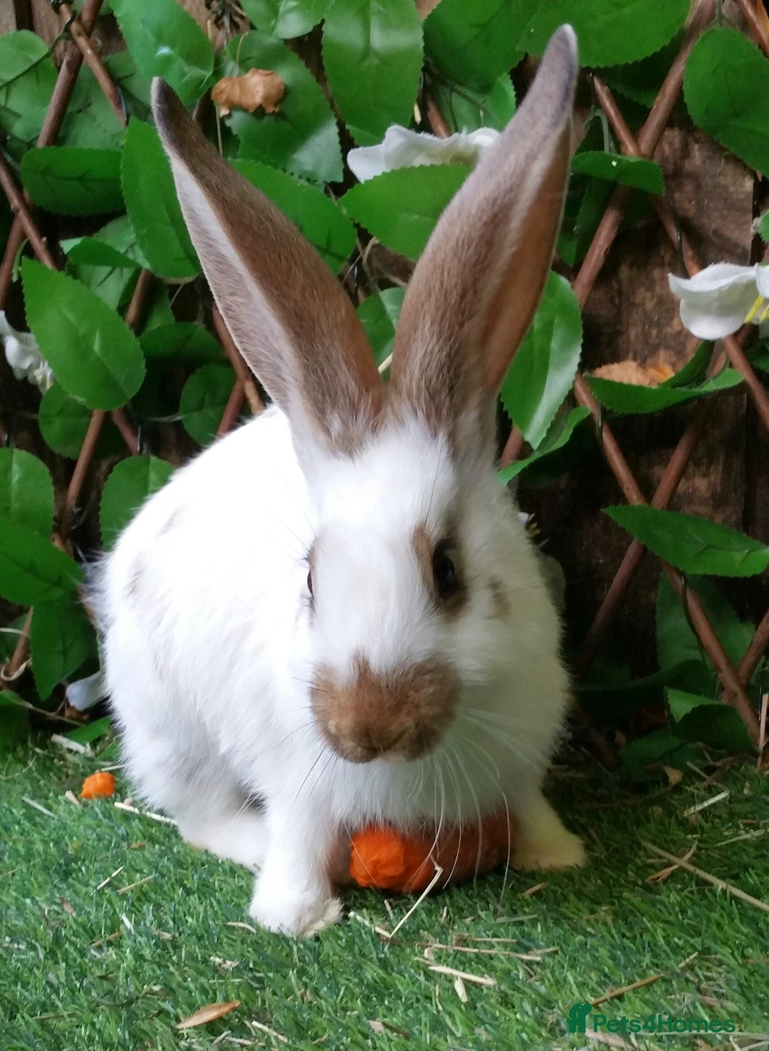 Continental Giant rabbits for sale: Giant Papillon Baby Boys  - Vaccinated - Reserve - Image 5
