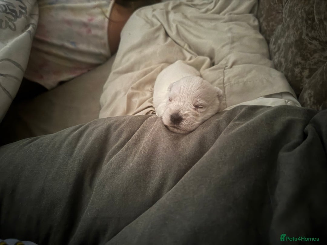 Mixed Breed dogs for sale: westie /wauzers - Advert 8