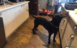 Mixed Breed dogs for sale: Doberman X Belgian Malinois  - Image 3