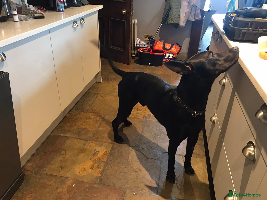 Mixed Breed dogs for sale: Doberman X Belgian Malinois  - Image 3
