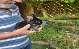 Netherland Dwarf rabbits for sale: Cute Netherlands dwarf  - Image 4