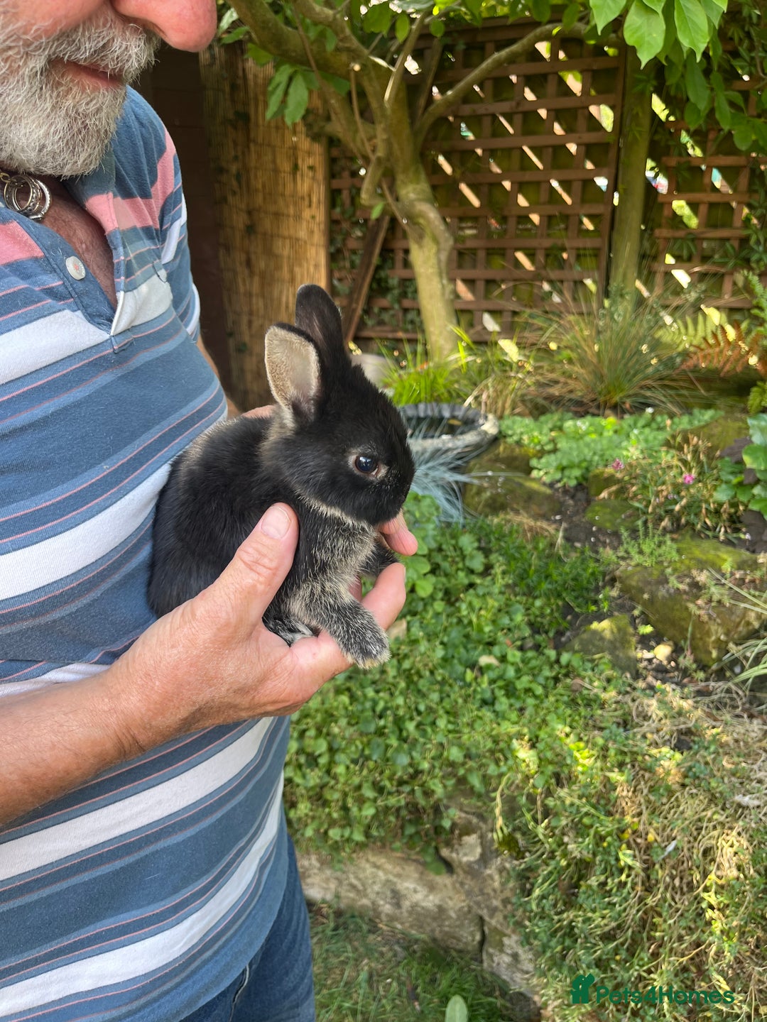 Netherland Dwarf rabbits for sale: Cute Netherlands dwarf  - Image 4