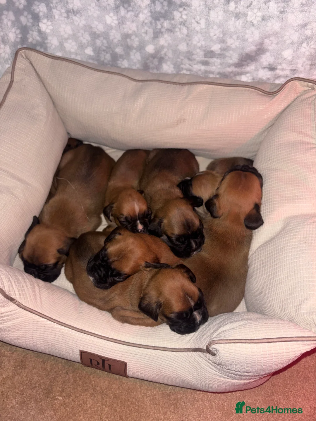 Boxer dogs for sale: 8 beautiful Boxer puppies - Advert 7