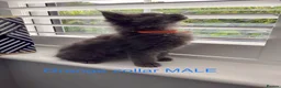 Maine Coon cats for sale: Bundles of fluff,  Maine Coon kittens  - Advert 29