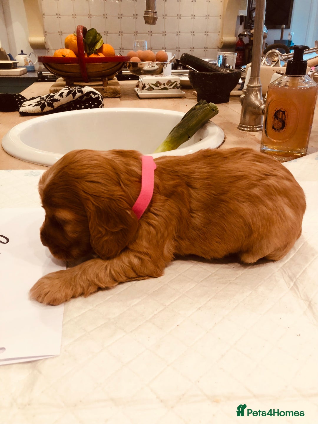 Cocker Spaniel dogs for sale: GORGEOUS COCKER SPANIEL PUPPIES - Advert 4