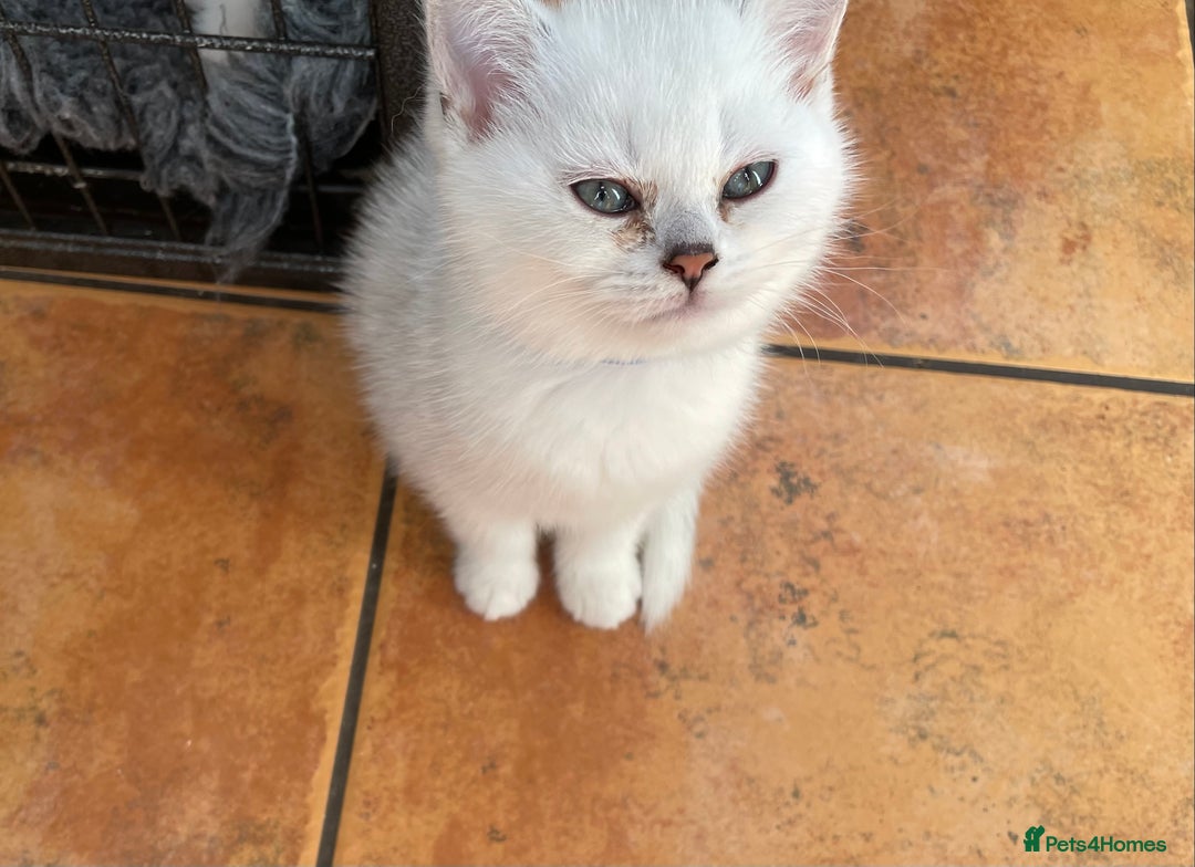 British Shorthair cats for sale: BSH Black Tipped GCCF Reg Kittens - Image 7