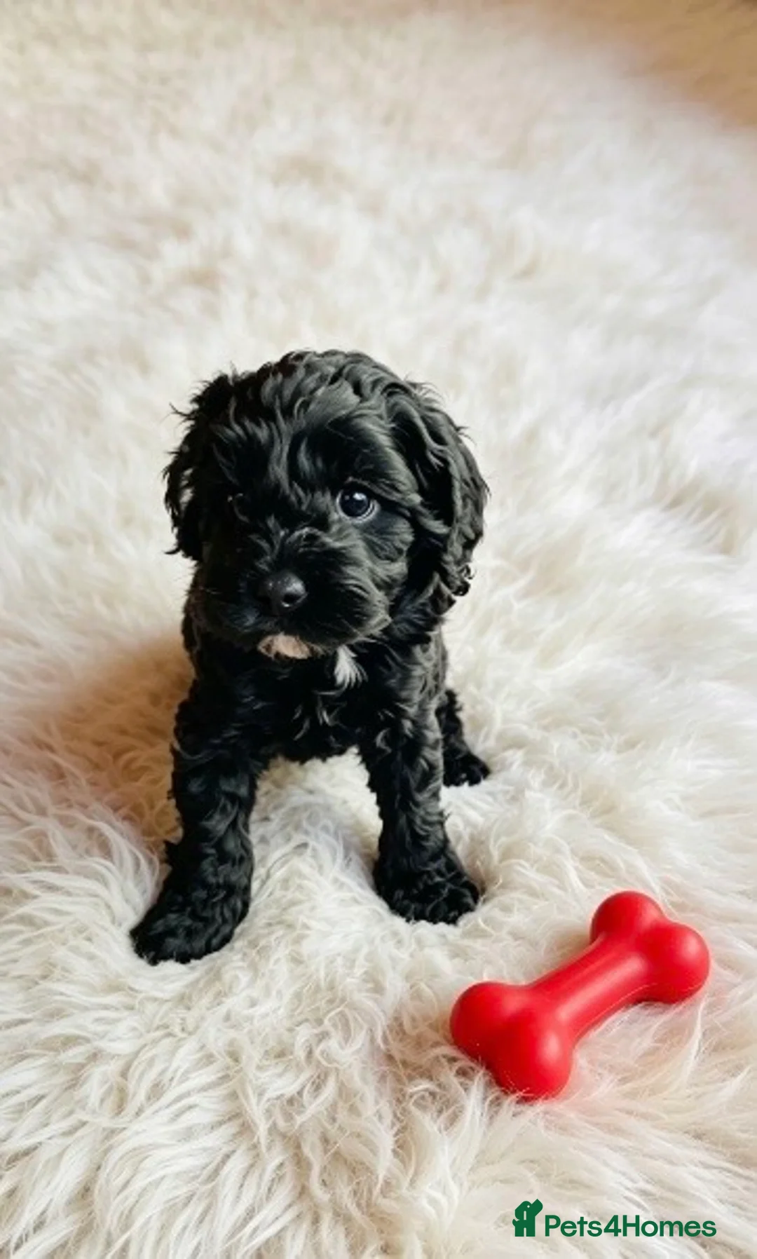 Maltipoo dogs for sale: F1b MALTIPOO BOYS -SUPERB FAMILY PETS - Advert 2