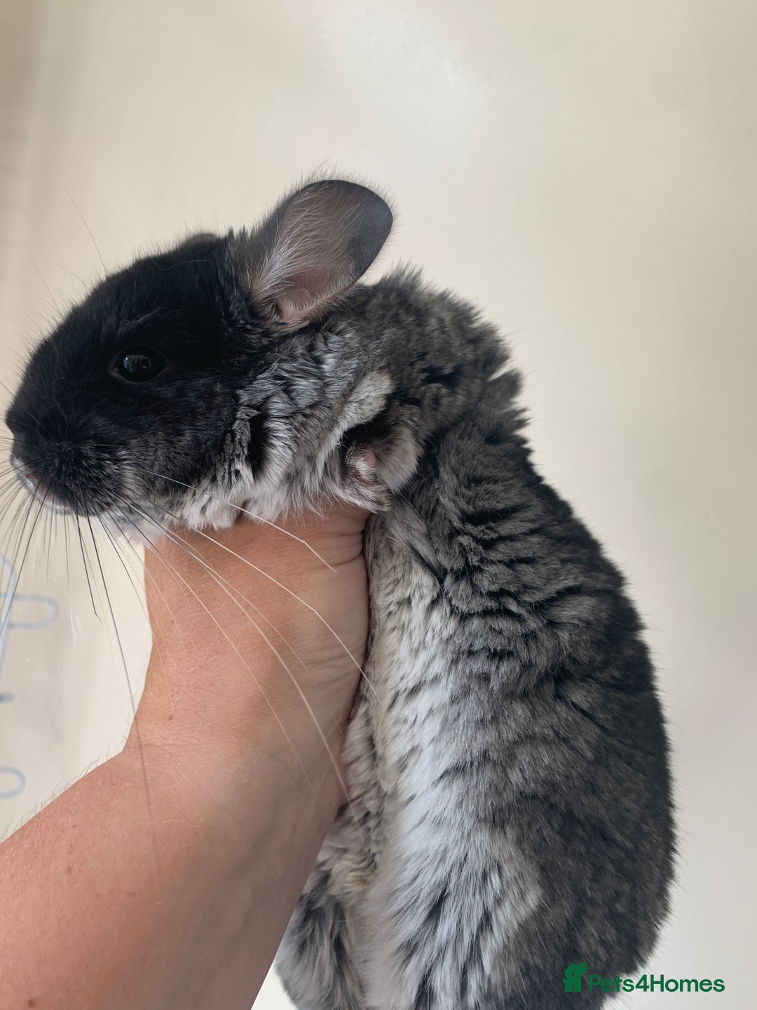 Chinchilla rodents for sale: Beautiful black velvet baby chinchilla girl - Image 10