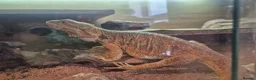 Dragon reptiles for sale: Female Bearded Dragon in Lincoln - Advert 2