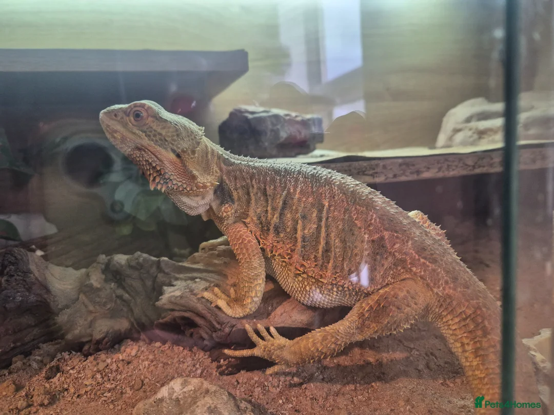 Dragon reptiles for sale: Female Bearded Dragon in Lincoln - Advert 2