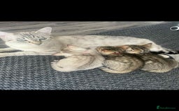 Bengal cats for sale: Stunning bengal kittens for sale to loving home - Image 30