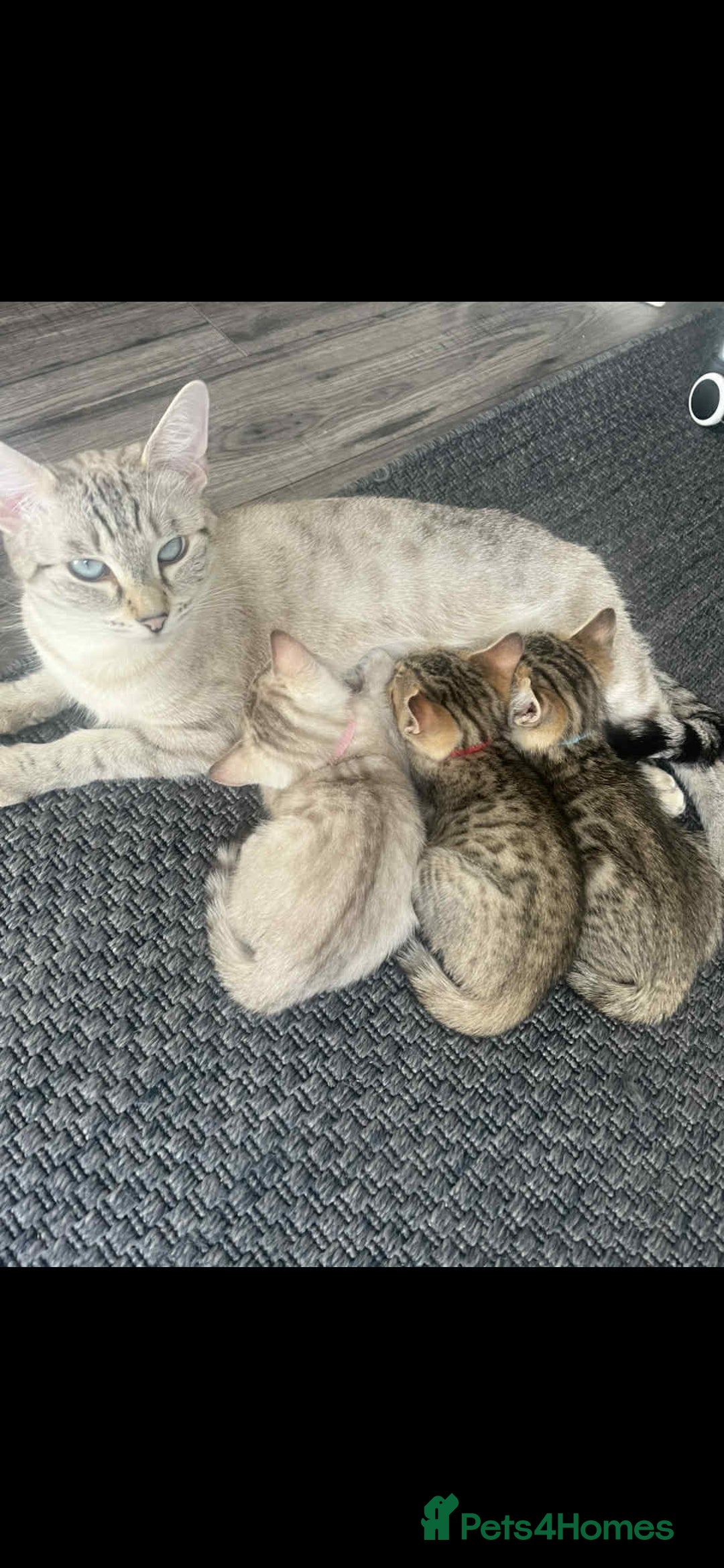 Bengal cats for sale: Stunning bengal kittens for sale to loving home - Image 30