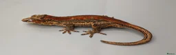 Gecko reptiles for sale: Proven red stripe gargoyle gecko male - Advert 3