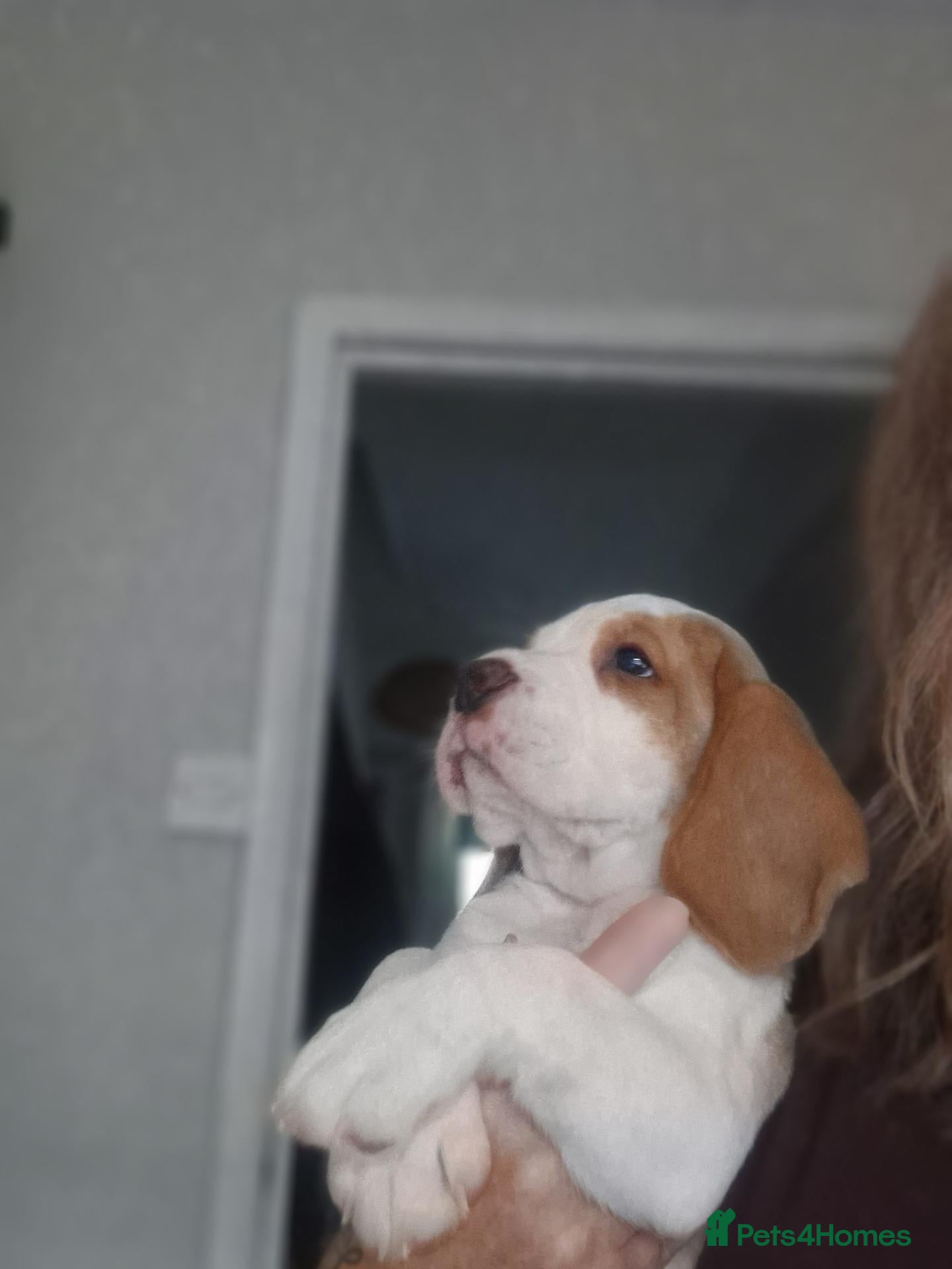 Beagle dogs 5 gen kc registered beagles - Advert 2
