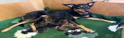 Australian Kelpie dogs for sale: Kelpie Pups for Sale - Advert 12