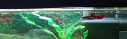 Bettas fish for sale: Koi Betta fis - Advert 7