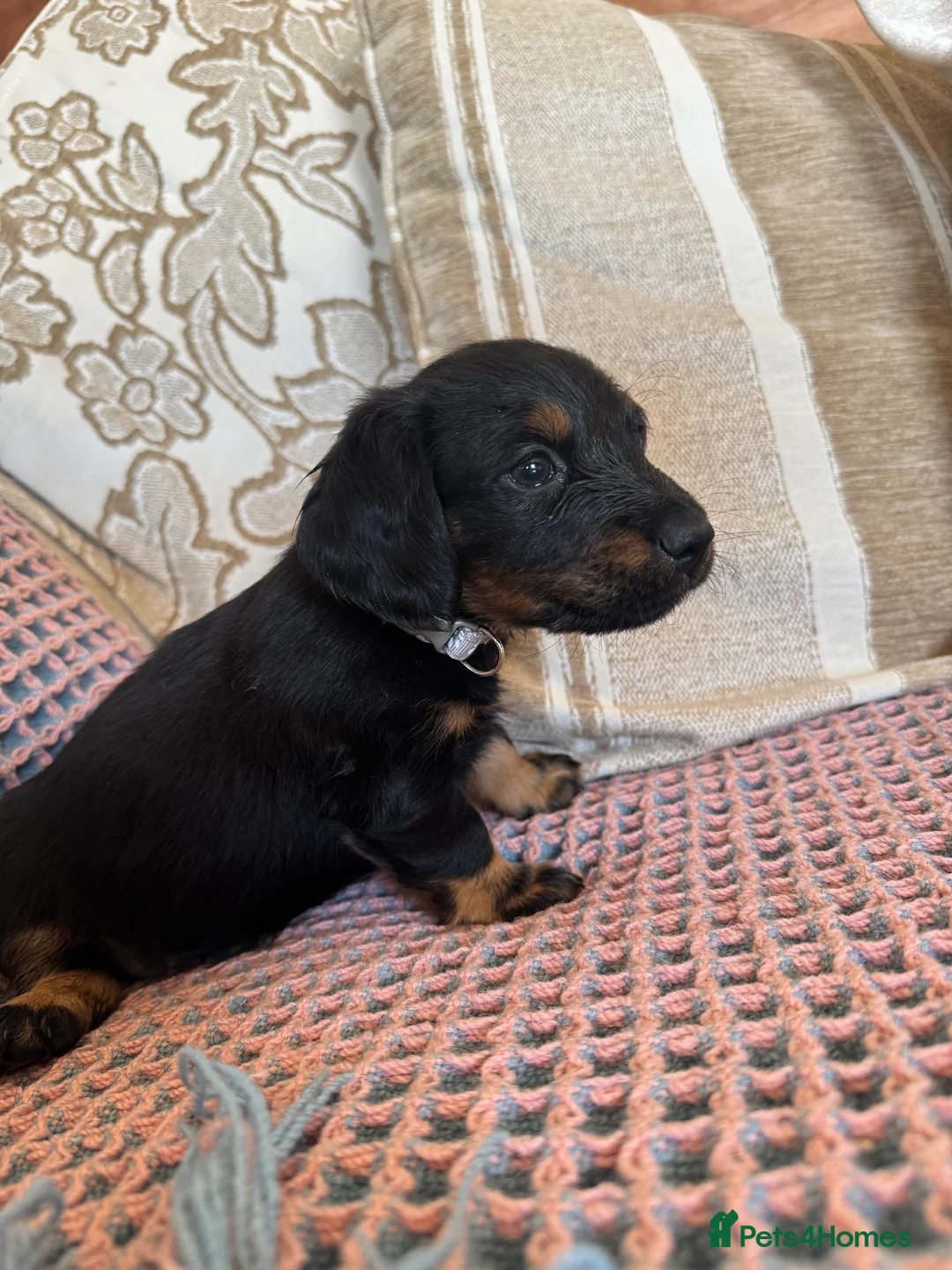 Miniature Dachshund dogs for sale: Miniature dachshunds for sale in Witney - Advert 2