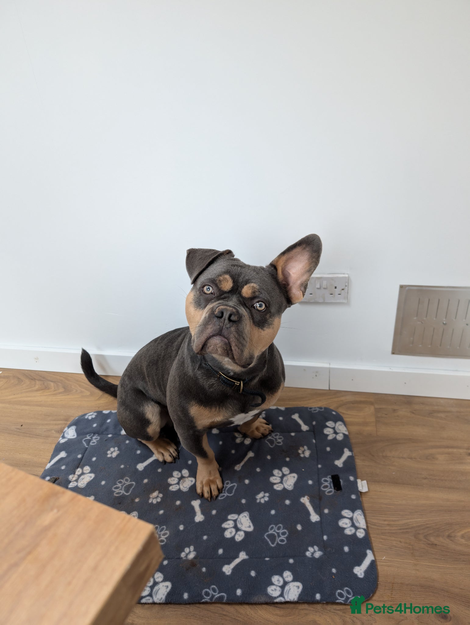 American Bull Staffy dogs Bruno - Advert 3