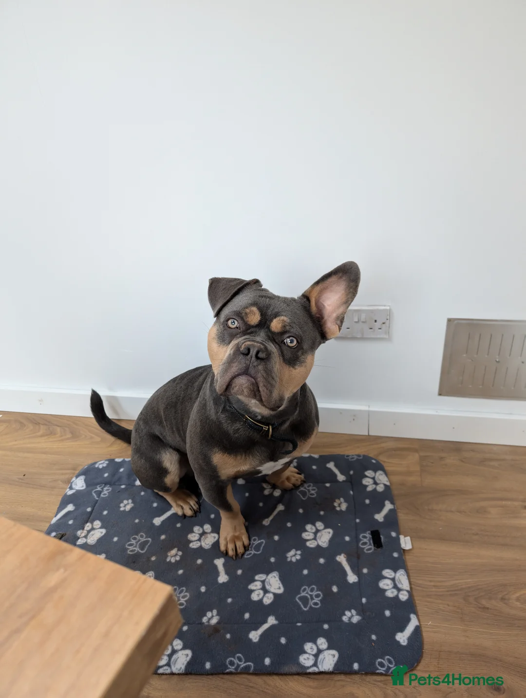 American Bull Staffy dogs for stud: Bruno - Advert 1