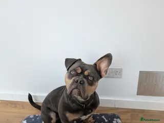 American Bull Staffy dogs Bruno - Advert 3