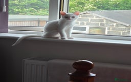 Turkish Angora cats for sale: Snowflake  - Image 7