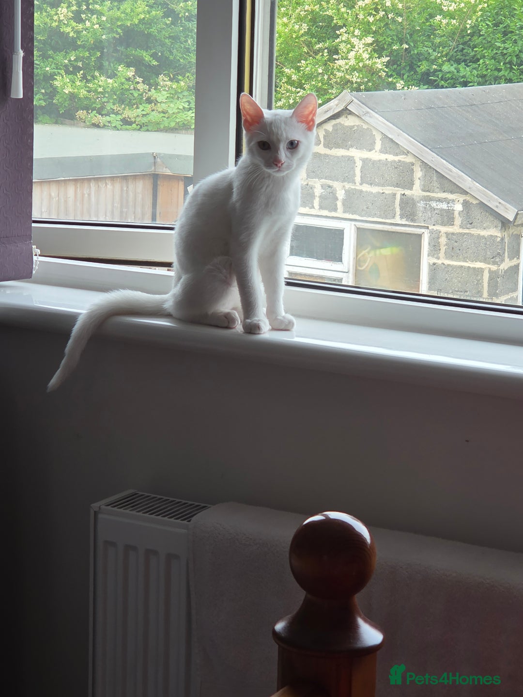 Turkish Angora cats for sale: Snowflake  - Image 7