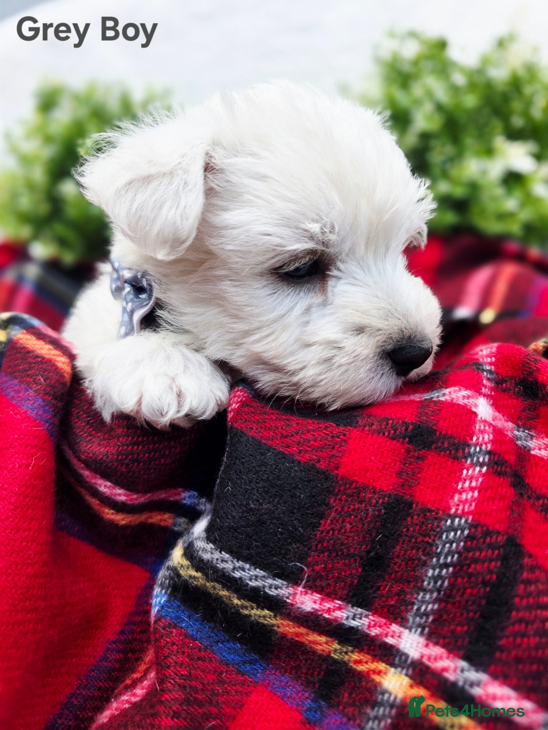 West Highland Terrier dogs for sale: Beautiful Westhighland Terrier Puppies  - Image 3