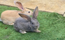 Flemish rabbits for sale: Full Flemish Rabbits  - Image 6