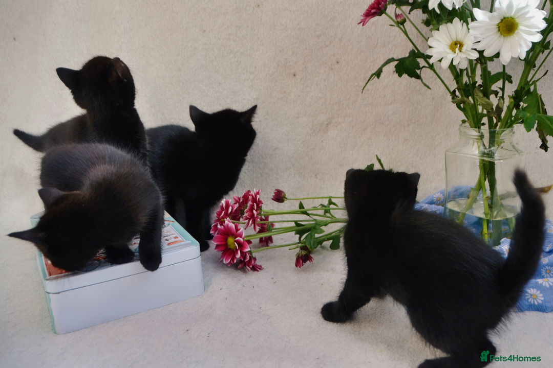 Mixed Breed cats for sale: Gorgeous Maine-Coon/Ragdoll/Bombay Mix Kittens!!! - Image 12