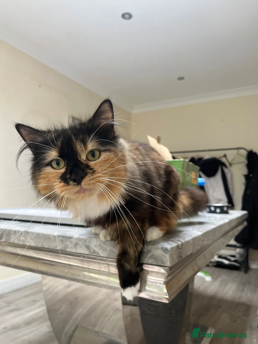 Mixed Breed cats for sale: Beautiful kittens for sale🥰❤️ - Advert 1