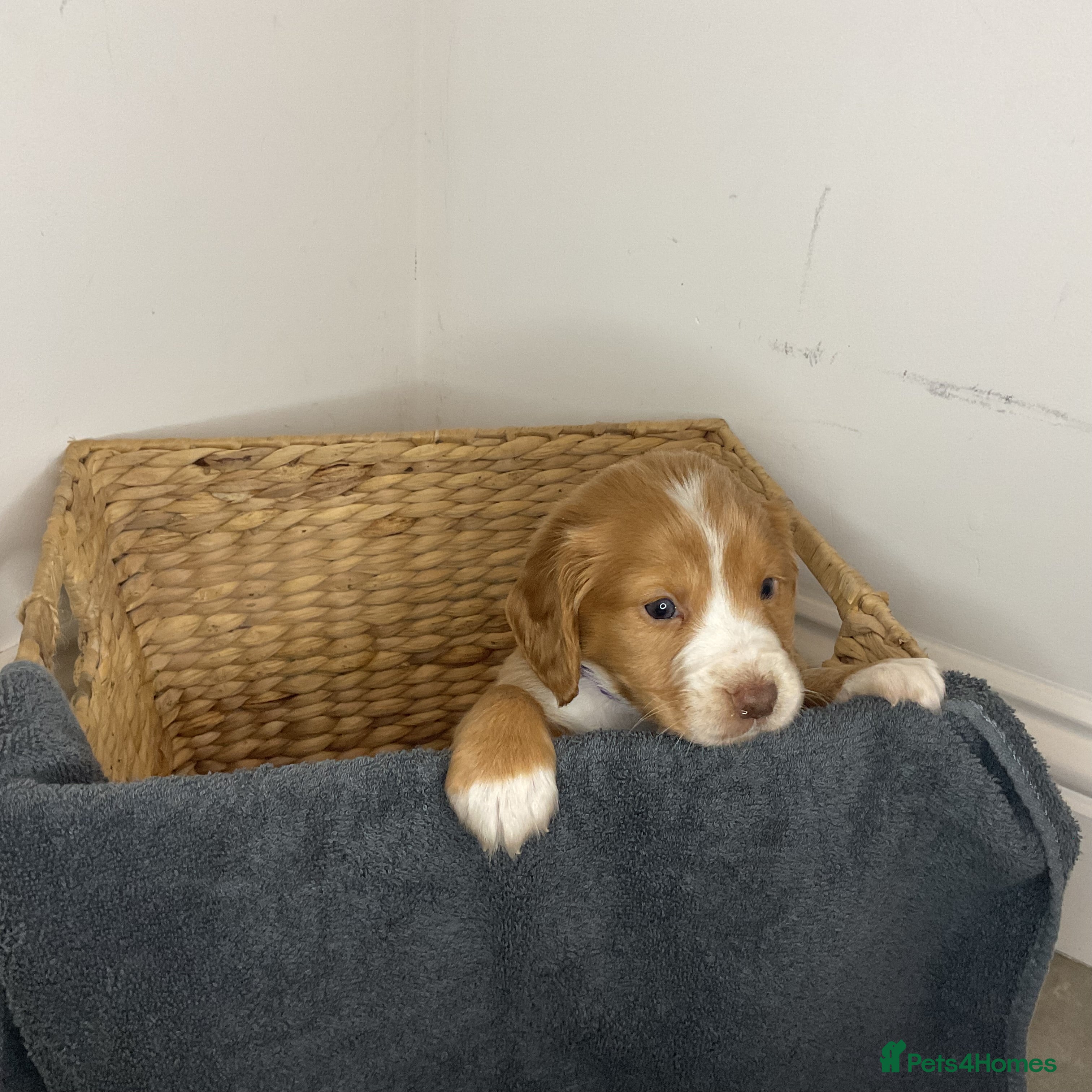 Cocker Spaniel dogs Hereditary clear working cocker spaniels - Advert 9