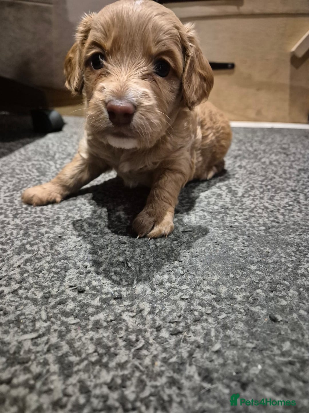 Cockapoo dogs for sale: 2 girls Miniature cockapoo puppies for sale - Advert 4