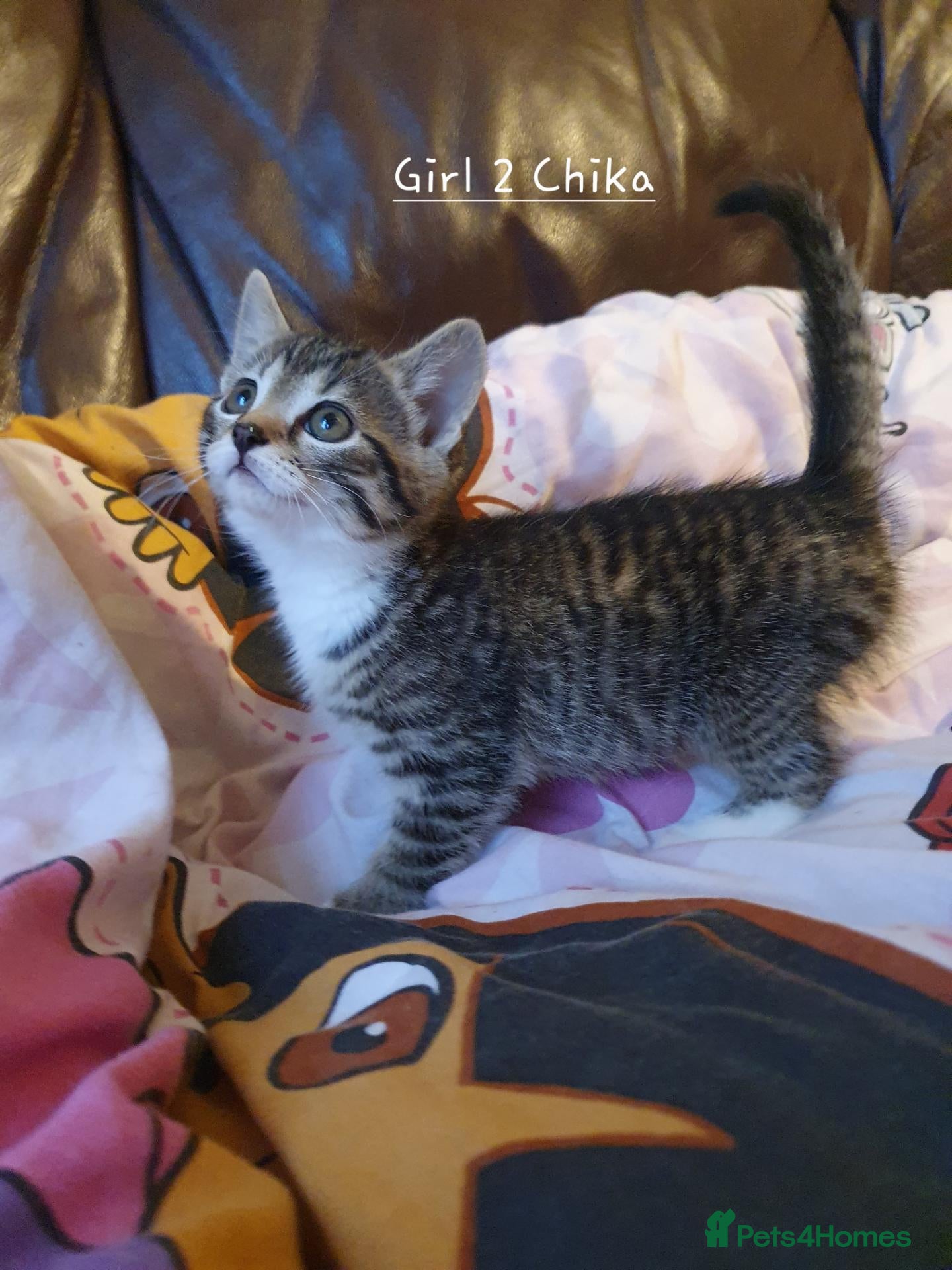 Mixed Breed cats for sale: Mix Bread Kittens  - Advert 2