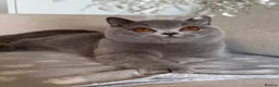 British Shorthair cats for sale: Beautiful boy & girl available  - Advert 8