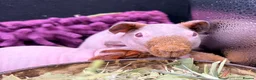 Guinea Pig rodents for sale: Pair of Boy Skinny Pigs - Advert 3